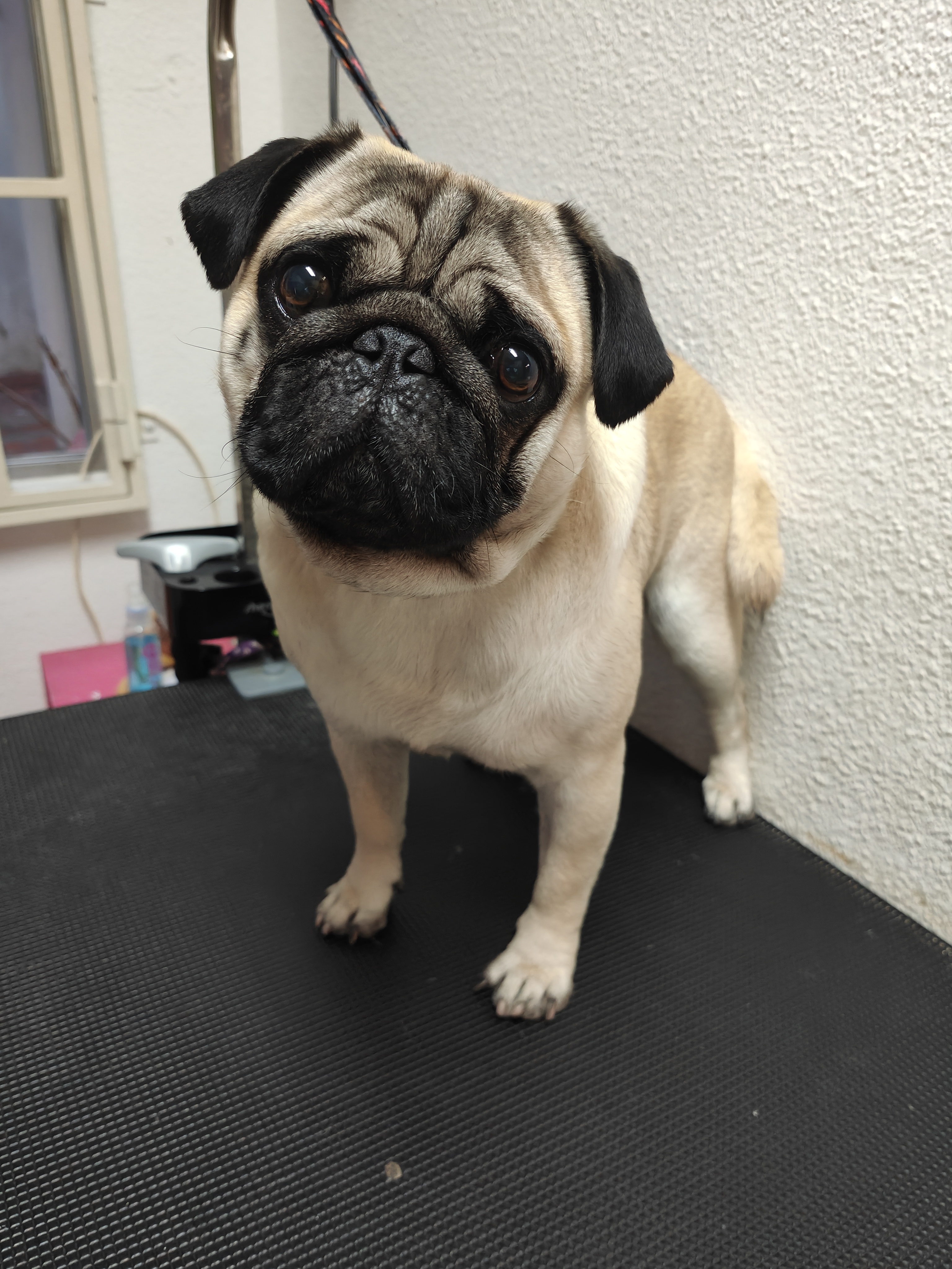 Peluquería de mascotas Yolapatitas